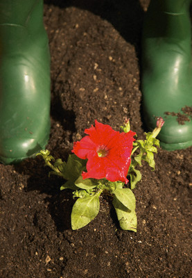 Posadzony kwiat Posadzony kwiat