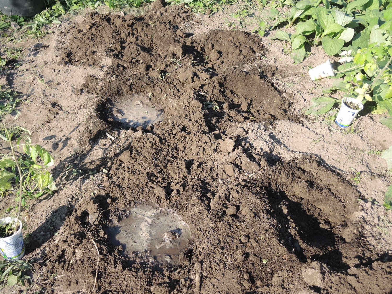 Przygotowane doły są wypełnione wodą