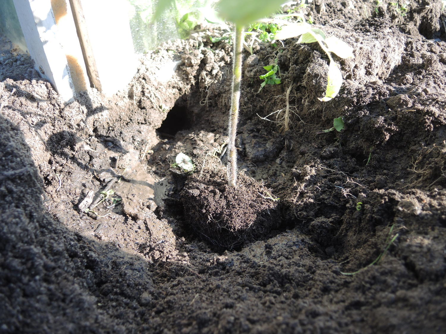 Sadzenie sadzonek pomidor&oacute;w w glebę