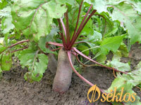 Pielęgnacja i doglądanie buraku