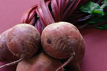 Uprawa burak&oacute;w