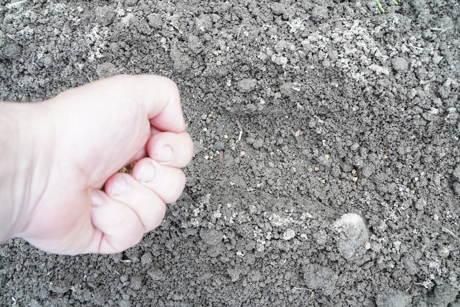 Wysiew nasion w glebę