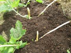 Pęd przysypuje się ziemią  a jesienią należy go odciąć