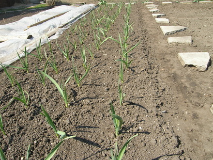 Czosnek w grządkach