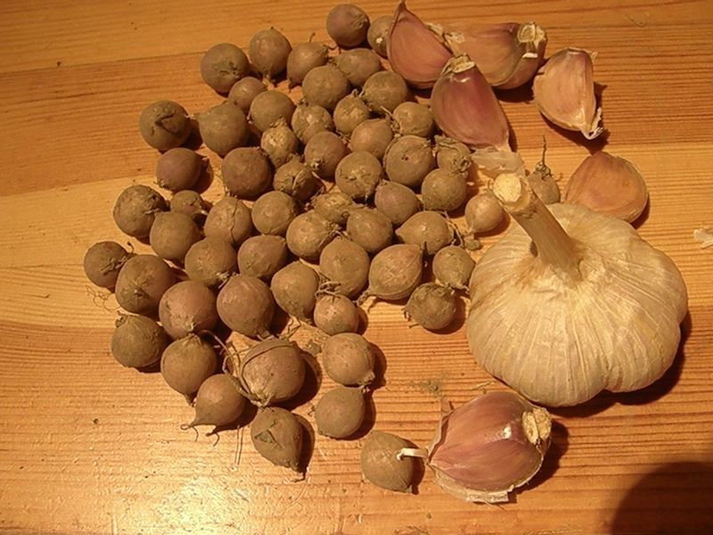 Czosnek z nasion