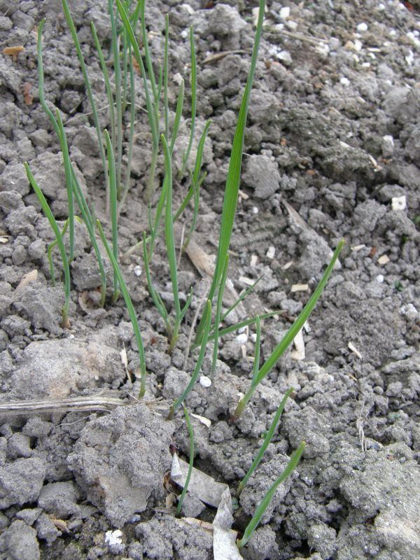 Czosnek w grządkach