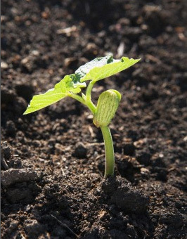 Sadzonek fasoli w glebie