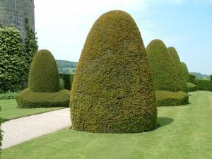 Żywopłot w formie jajka