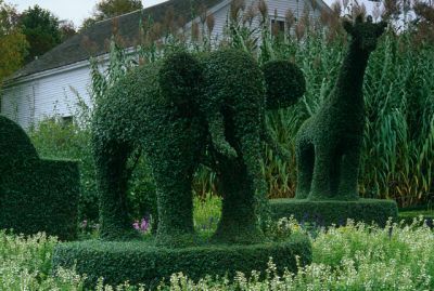 Żywopłot w formie słonia