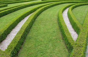 Labirynt z żywopłota