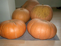 Uprawa i odmiany dyni