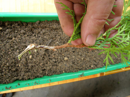 Gałązka Tui Gałązka Tui