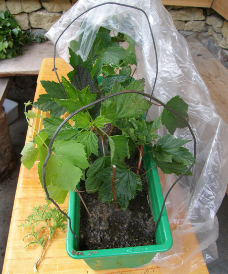 Mini szklarnia Mini szklarnia