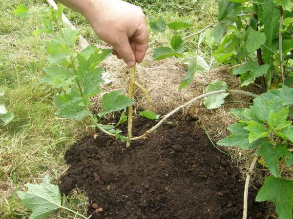 Dociskanie gałązki