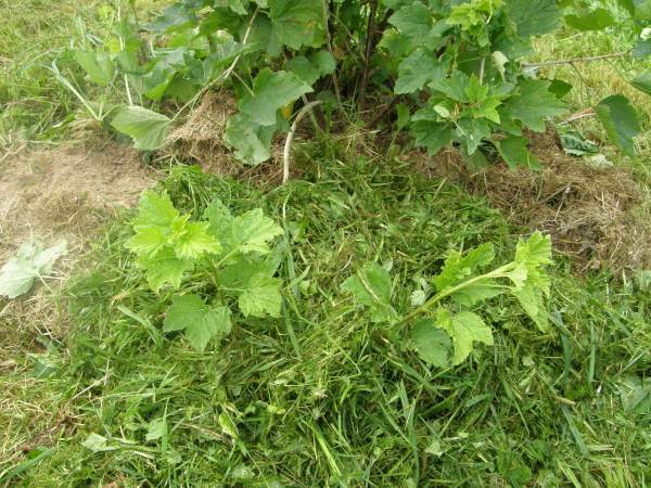 Odkład posypany skoszoną trawą