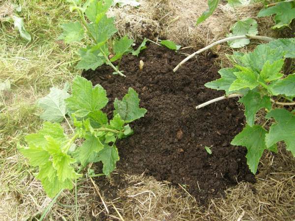 Odkład zasypany ziemią