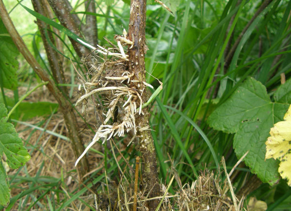 Rozmnażanie roślin przez odkłady