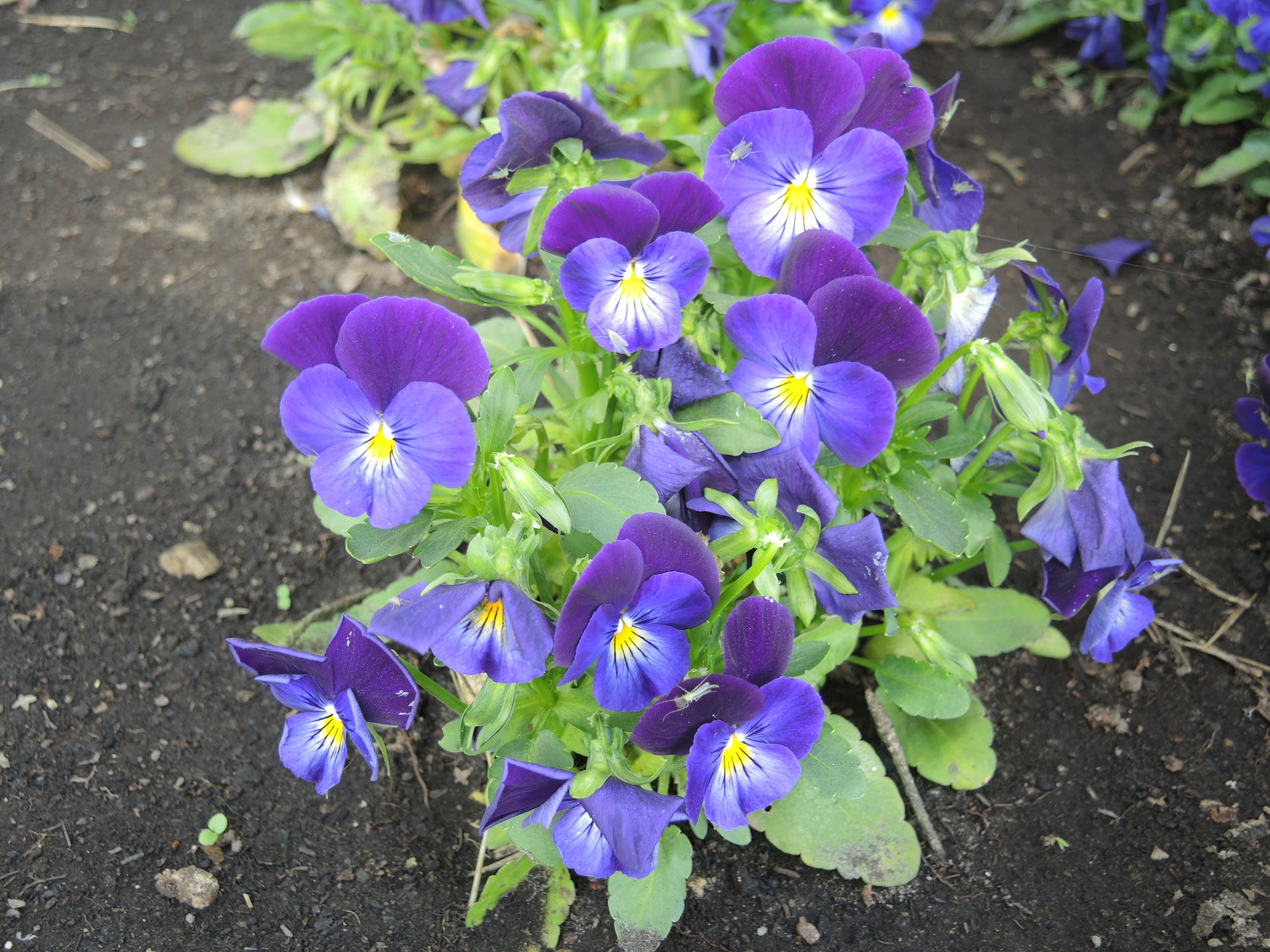 Uprawa bratk&oacute;w ogrodowych