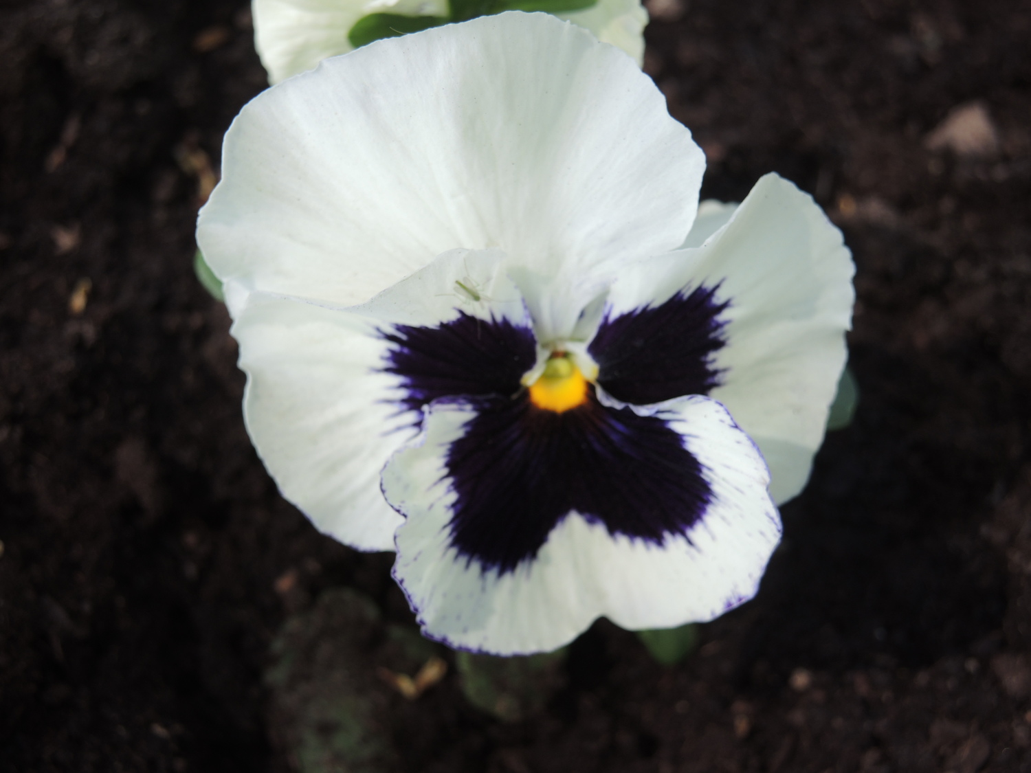 Bratki rozmnażają się za pomocą pęd&oacute;w