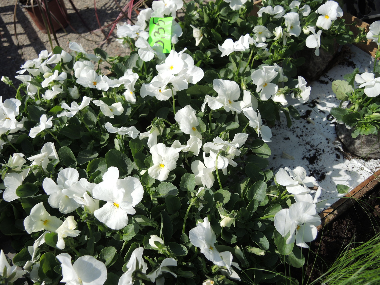 Rozmnażanie bratk&oacute;w