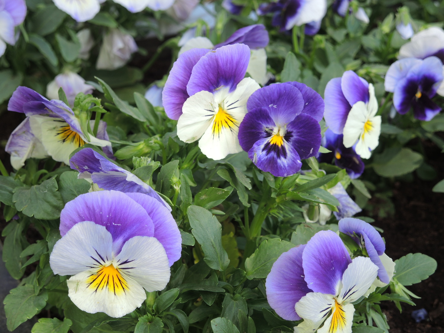 Uprawa bratk&oacute;w