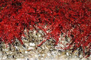 Kolorowe odmiany roślin pnących