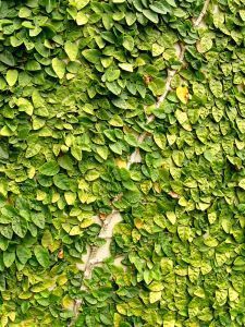 Powojnik g&oacute;rski