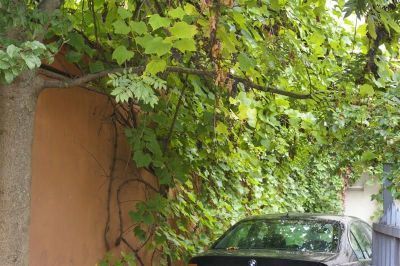 Zazielenianie płot&oacute;w