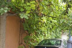 Zazielenianie płotów