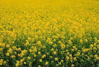 Rośliny poplonowe raps