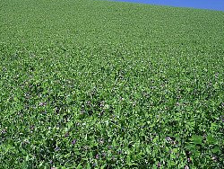 Zielony naw&oacute;z