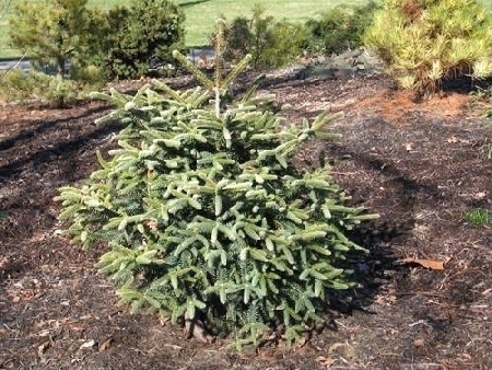 Abies pinsapo'Aurea'