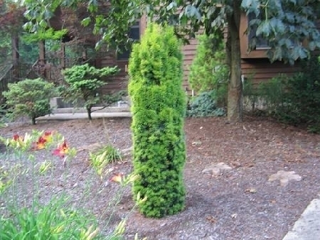 Cis  (Taxus baccata 'Golden Irish')
