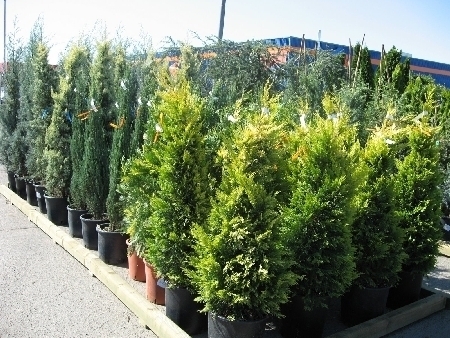 Cis (Taxus cuspidata'Nana Aureseens')
