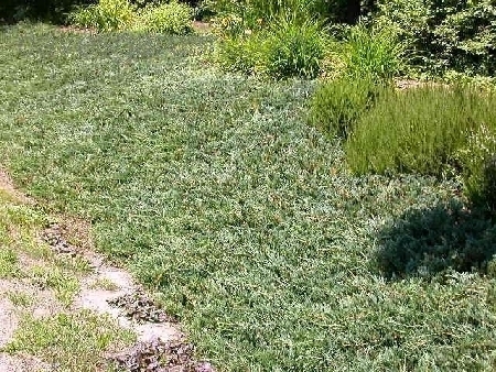 Jałowiec płożący