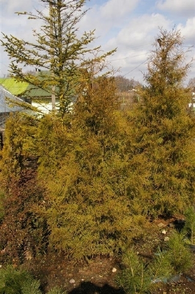 Żywotniki