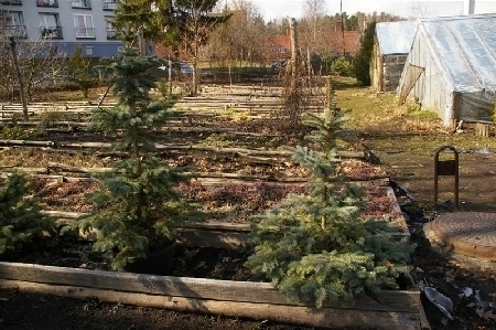 Świerki