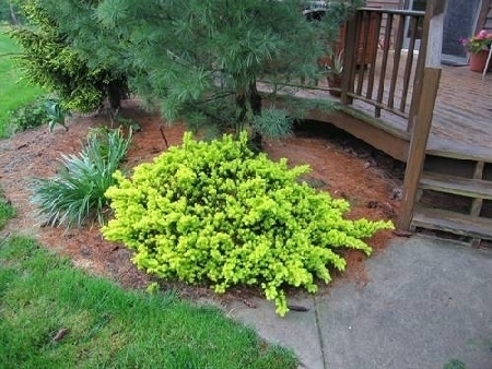 Cis (Taxus cuspidata'Nana Aureseens')