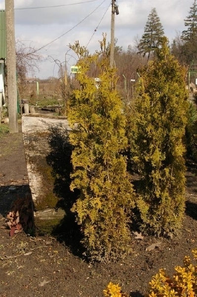 Żywotniki