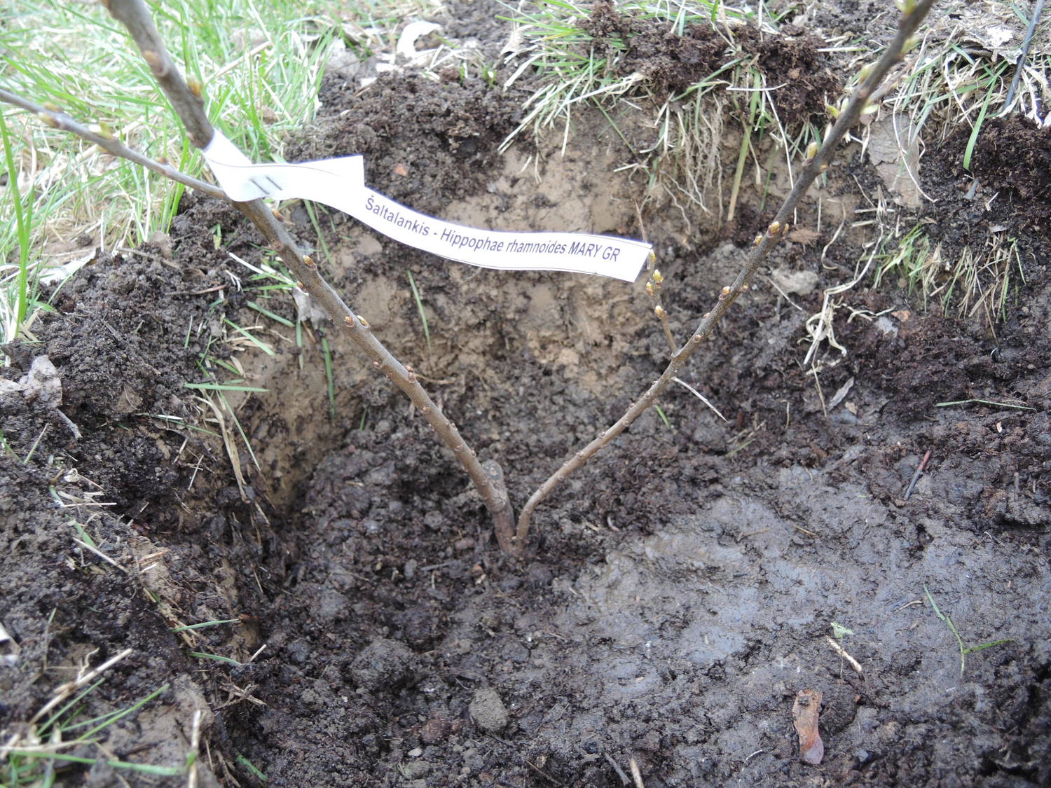 Uformowanie wgłębienia na wodę naokoło drzewka